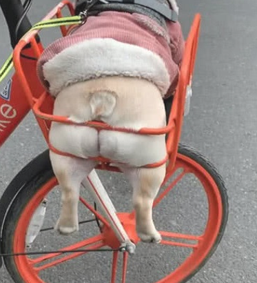 男人骑单车带狗回家,一路上吸睛率极高,仔细观看狗狗的样子笑喷!
