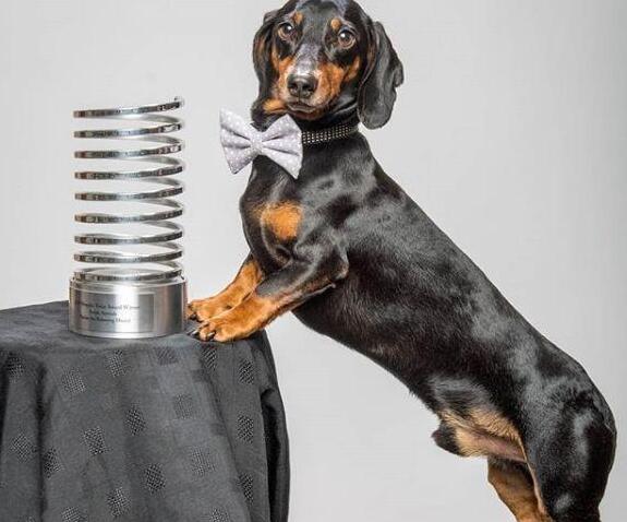 狗狗意外学会了顶球，于是主人让它顶别的东西，狗：这谁顶得住啊