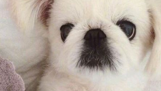 它是中国最古老的犬种,曾是皇帝养的狗,现在却流失到了国外
