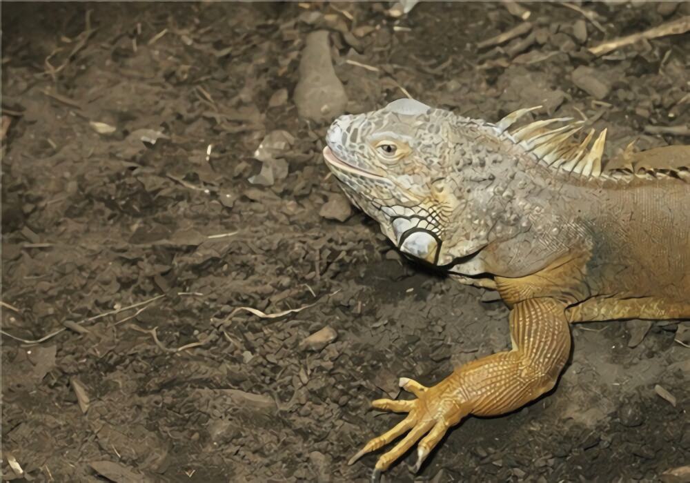 沙漠巨蜥身份信息