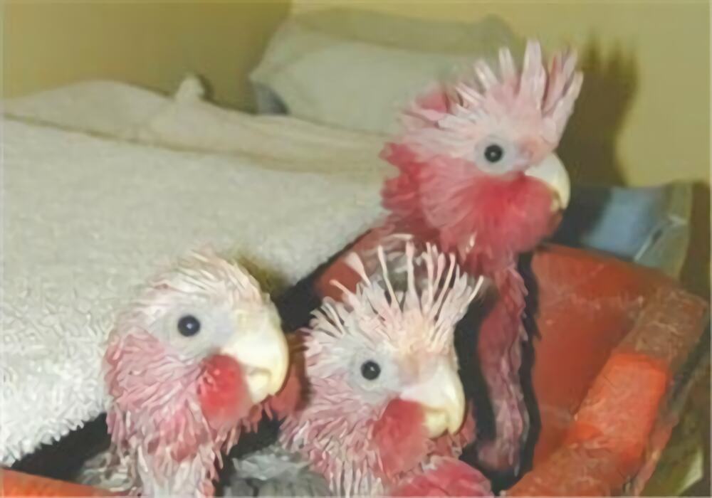 粉红凤头鹦鹉身份信息