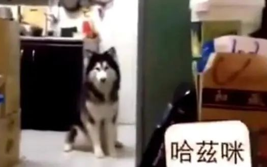 主人先后喊狗狗的名字,大喊的都听得懂,最终一只会亮!