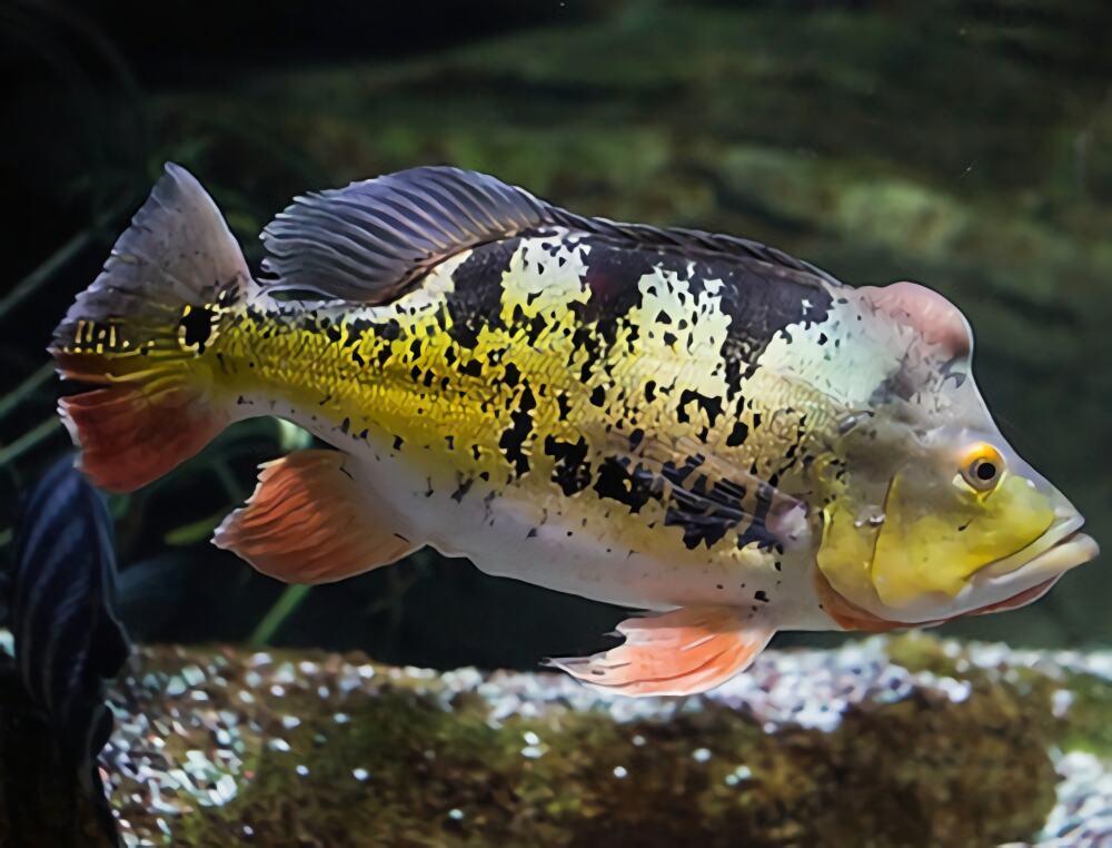 眼斑鲷身份信息