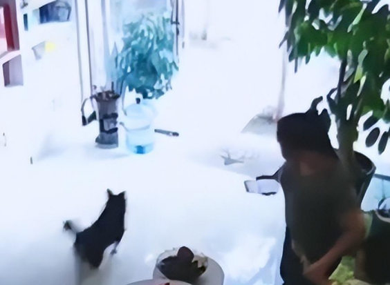 吓坏小孩,养狗人不牵绳引发公愤,孩子被吓坏了