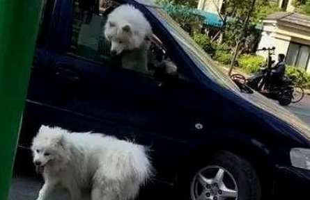 萨摩耶被猫欺负 | 萨摩耶遭遇花猫挥掌袭击 狗主人被误伤自认倒霉打疫苗