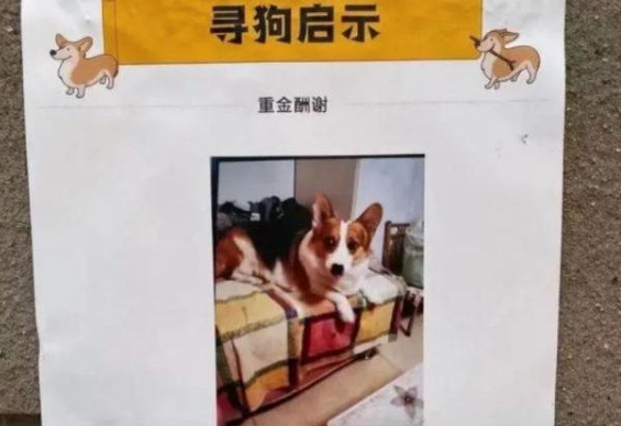 狗主人回应寻狗送房产:打印店搞错