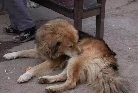 已经15岁的老狗即将死去！主人为它买来自己都舍不得吃的汉堡！