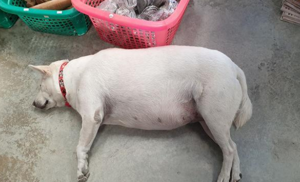 农村大爷收养的田园犬,从不吃狗粮,竟胖成一只猪