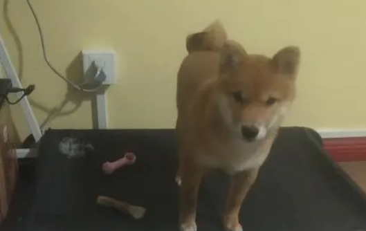 网友以柴犬的价格购买了张床,他只睡了几天就变成这样了
