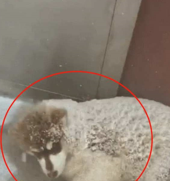 下雪天路遇两只阿拉,俩狗子雪地里“吹空调”,狗:我就凉快凉快