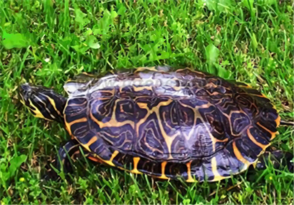 甜甜圈龟身份信息