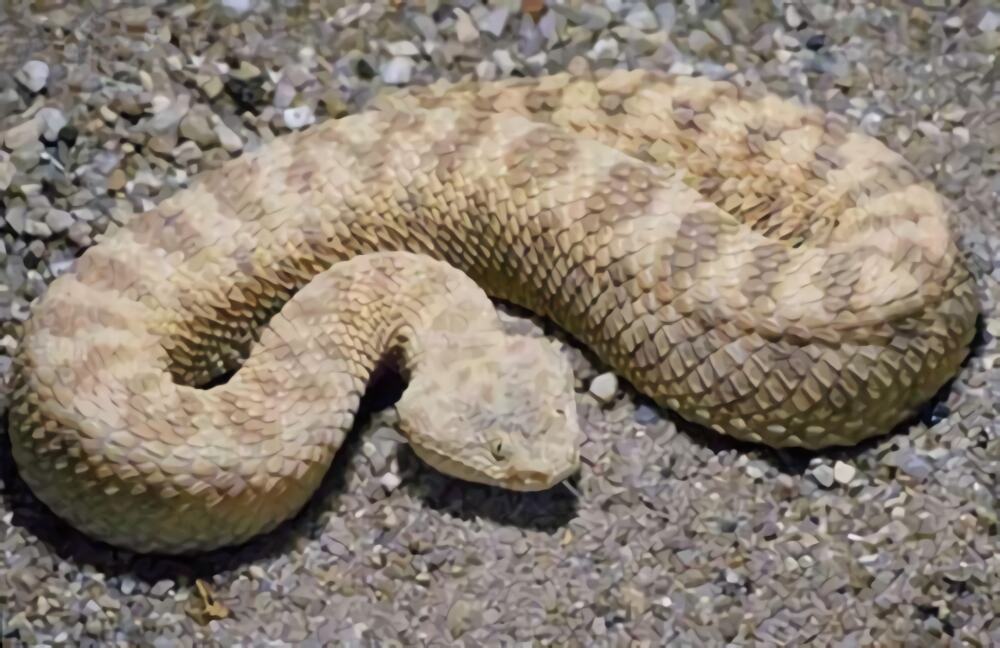 澳洲老虎蛇身份信息