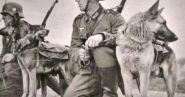 1950年二战军犬偶遇杀害主人的凶手,上前咬死凶手后,结局如何