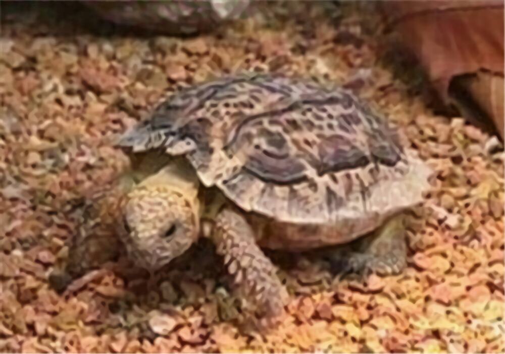 斑点陆龟身份信息