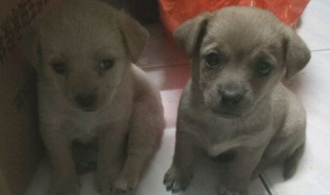 邻居说自身买的是拉布拉多犬,被别人取笑后拎起狗狗丢进了垃圾桶