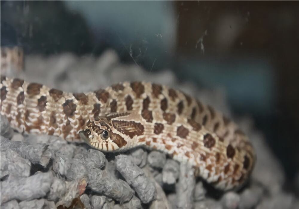 猪鼻蛇身份信息