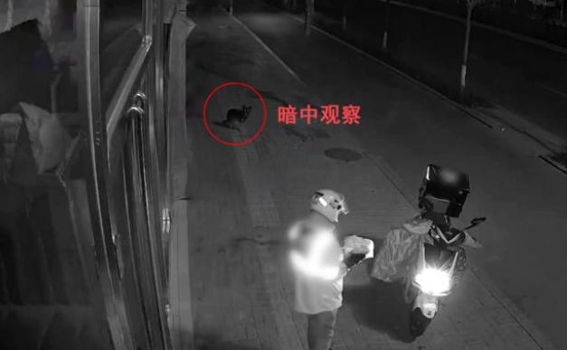 外卖频频丢失，小偷竟是只狗，狗：等半天没人拿，还以为不要了