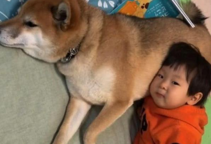 狗狗和小主人变成忠实,连入睡都相同睡觉姿势,交往技巧,羡煞他人