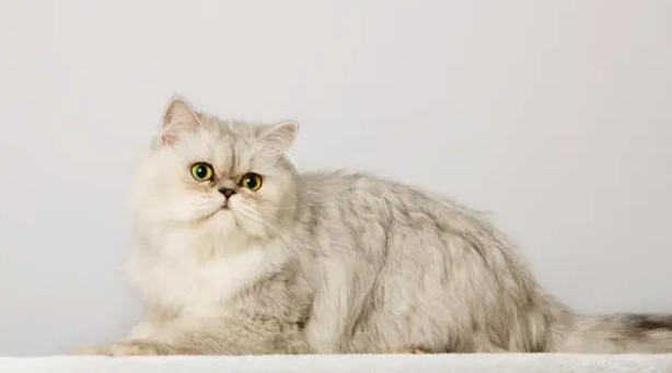 俄罗斯网友晒自家猫猫,却因体型巨大,被误认为是一只狗