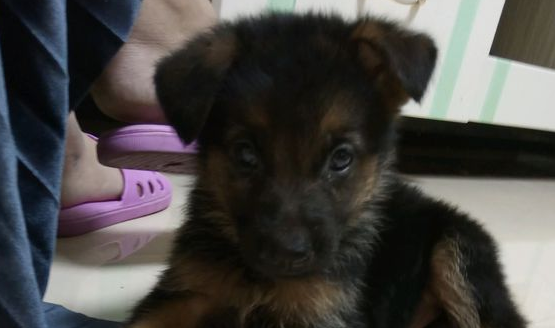 德牧刚进家时很羞涩，长大以后能够自身选狗粮吃，狗儿延展性很强