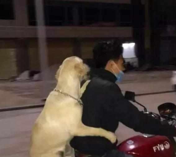 主人携爱犬共同下班,骑着摩托将狗狗放后座,狗狗含笑抱紧主人!