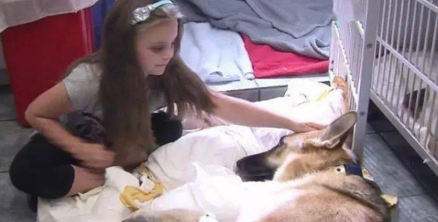 刚收养的狼犬忽然扑向家里7岁的小女儿,原本吓呆的家人最后却被感动哭……