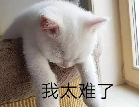 羡慕!狗子过年收2万大红包,主人看了好眼红:零头都比不过