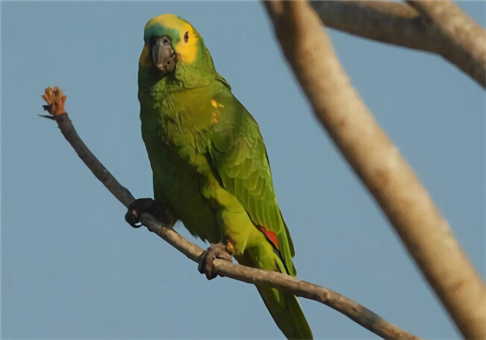 蓝顶亚马逊鹦鹉身份信息