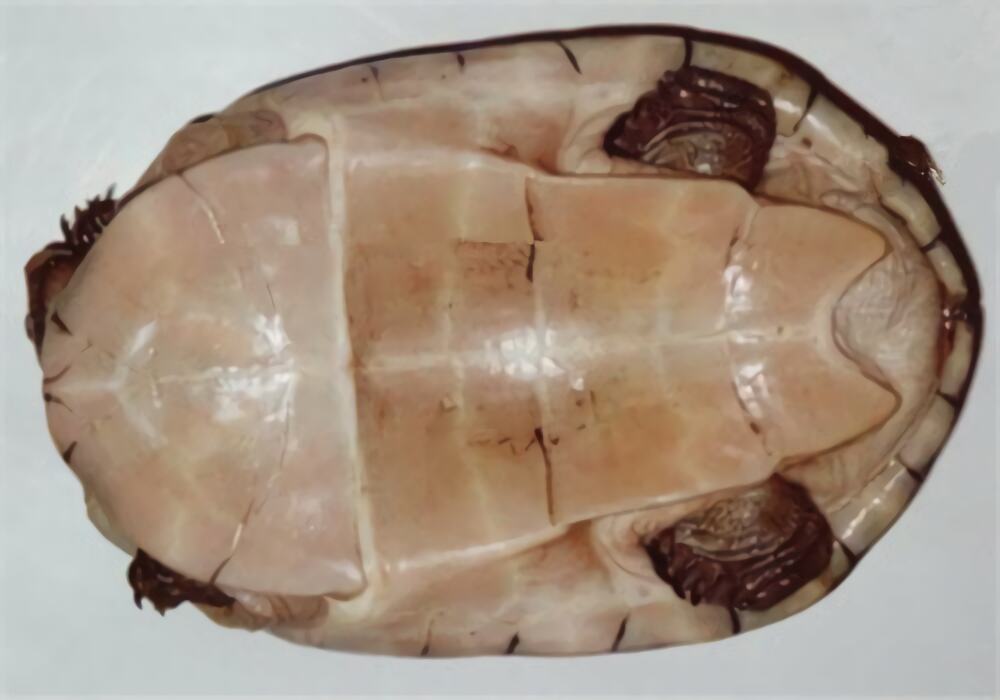 非洲棱背泥龟身份信息