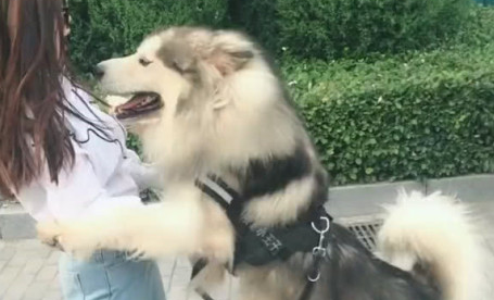 铲屎官带著阿拉斯加去遛遛,看到亲戚朋友漂亮小姐姐,狗狗的作法很尴尬