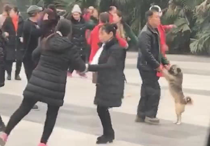 大爷拉着狗跳舞,男子在公共汽车看愣住,男子:狗还了解垫脚打转