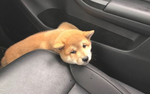网友带柴犬出去玩,下车发觉不见了,当见到它的样子笑了