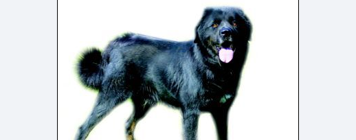 探密北京军犬繁育训练基地:军犬可衔炸药攻"敌"
