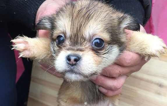 大冬天小奶狗迫不得已漂泊大街,小狗们冻裂了直发抖,叫人于心不忍