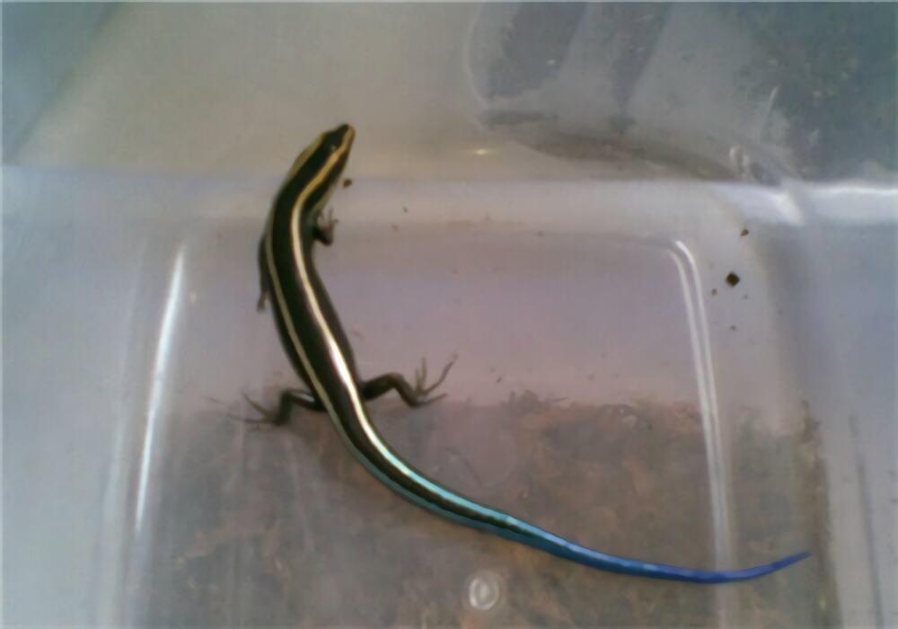 四线石龙子身份信息