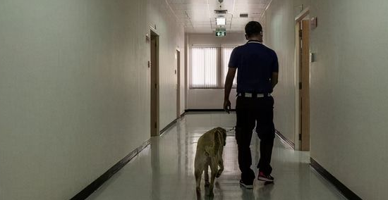 泰国等地的狗狗正在接受训练，以嗅出人体内的新冠病毒，目前效果令人印象深刻