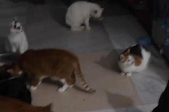 流浪猫狗救助者不堪网络质疑服药自杀,邻居:她救助猫狗好多年