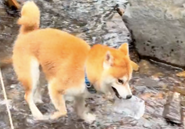柴犬用瓶子去河边接水,这操作把主人看懵,说你聪明还是傻