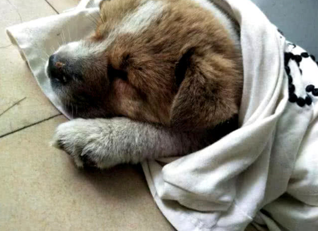 主人收留了一只田园犬,没几日就学好經典姿势,比二哈更深得人心