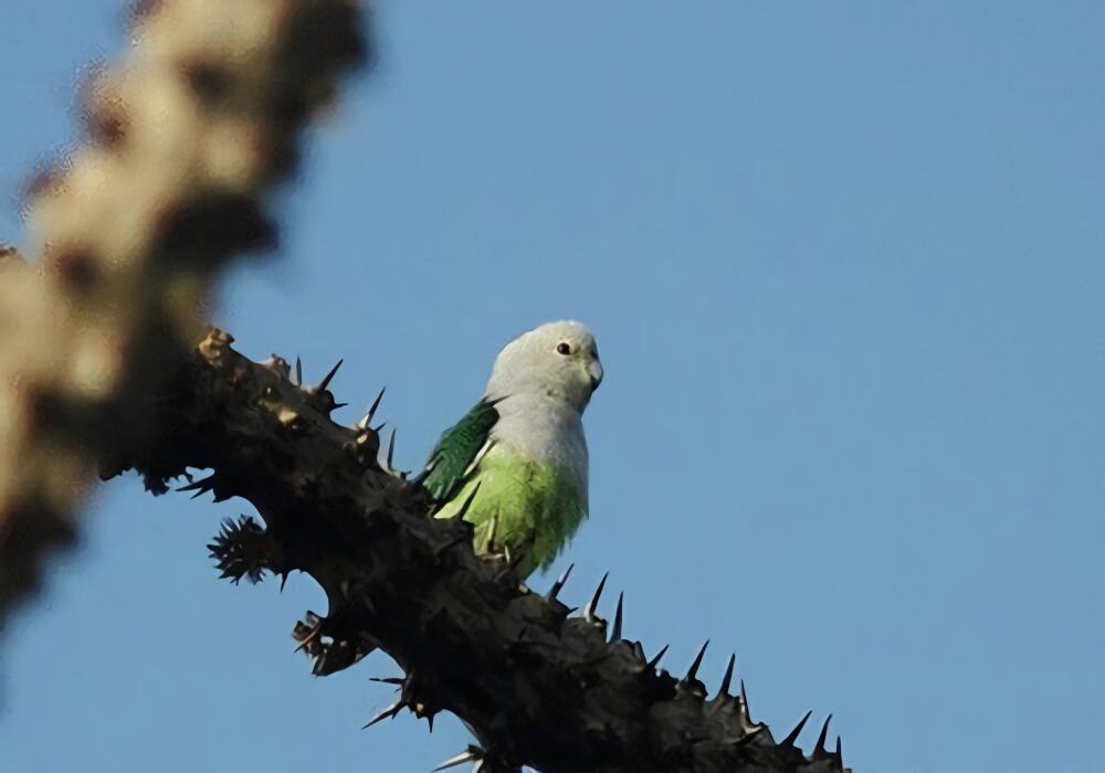 马达加斯加爱情鸟身份信息
