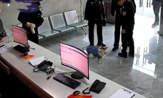 派出所里来了1只狗狗,围着警察们到处转:哪里来的小可爱呀?