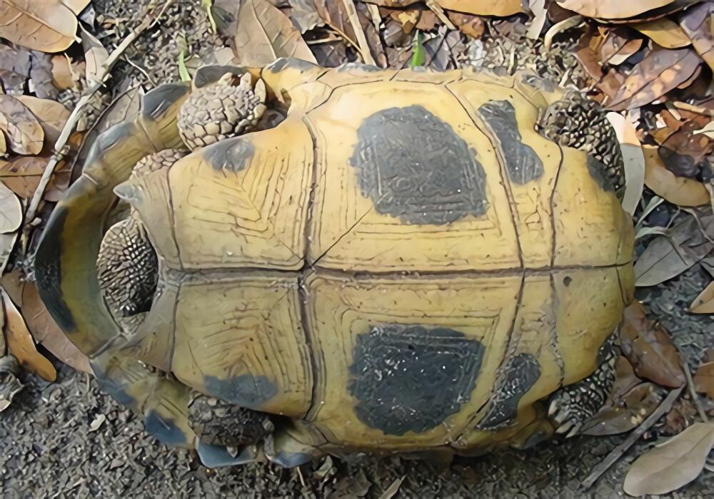 印度陆龟身份信息