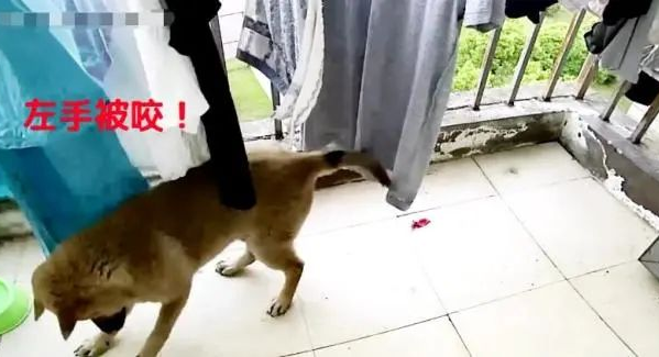 狗狗忽然瘸了,主人查询监管,出现一身虚汗!
