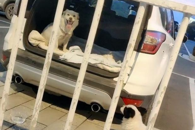 现实版“忠犬八公”,火车站苦等主人一年,好心人用爱将其感化