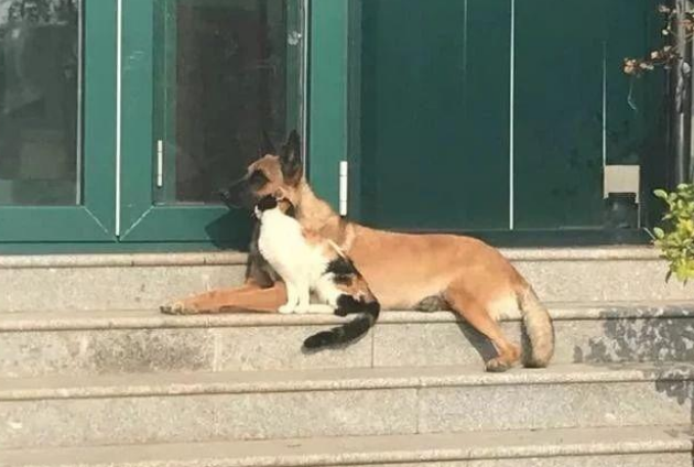 退休工作犬遭遗弃孤独等死,一只三花猫的出现改变了一切!