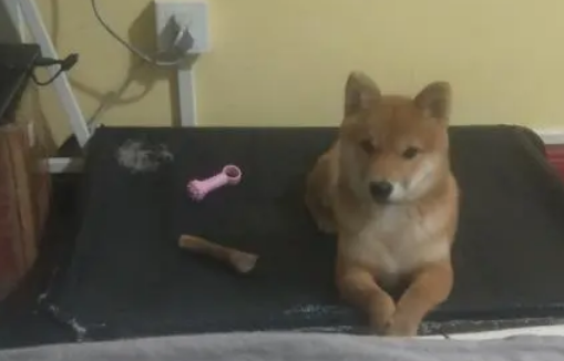 网友以柴犬的价格购买了张床,他只睡了几天就变成这样了