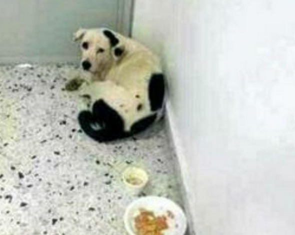 狗狗被主人丢弃在飞机场,主人乘飞机走了,它却在准备中伤心地去世