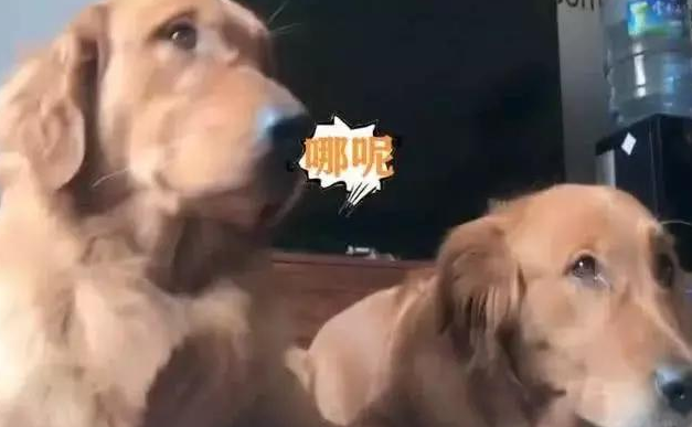 二只金毛靠在一块入睡,主人恶作剧喊地震灾害,吓坏小狗