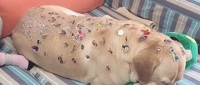 狗狗一脸不情愿，看过眼背部却被逗笑了：闺女也太过分了