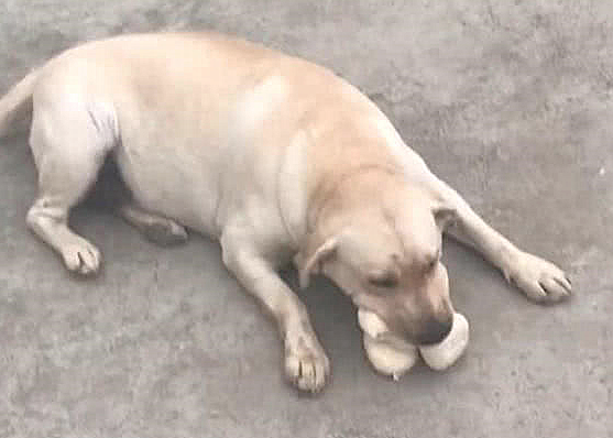 狗狗嘴肿整圈,小伙认为被马蜂叮了,认清后直言不讳要倒闭